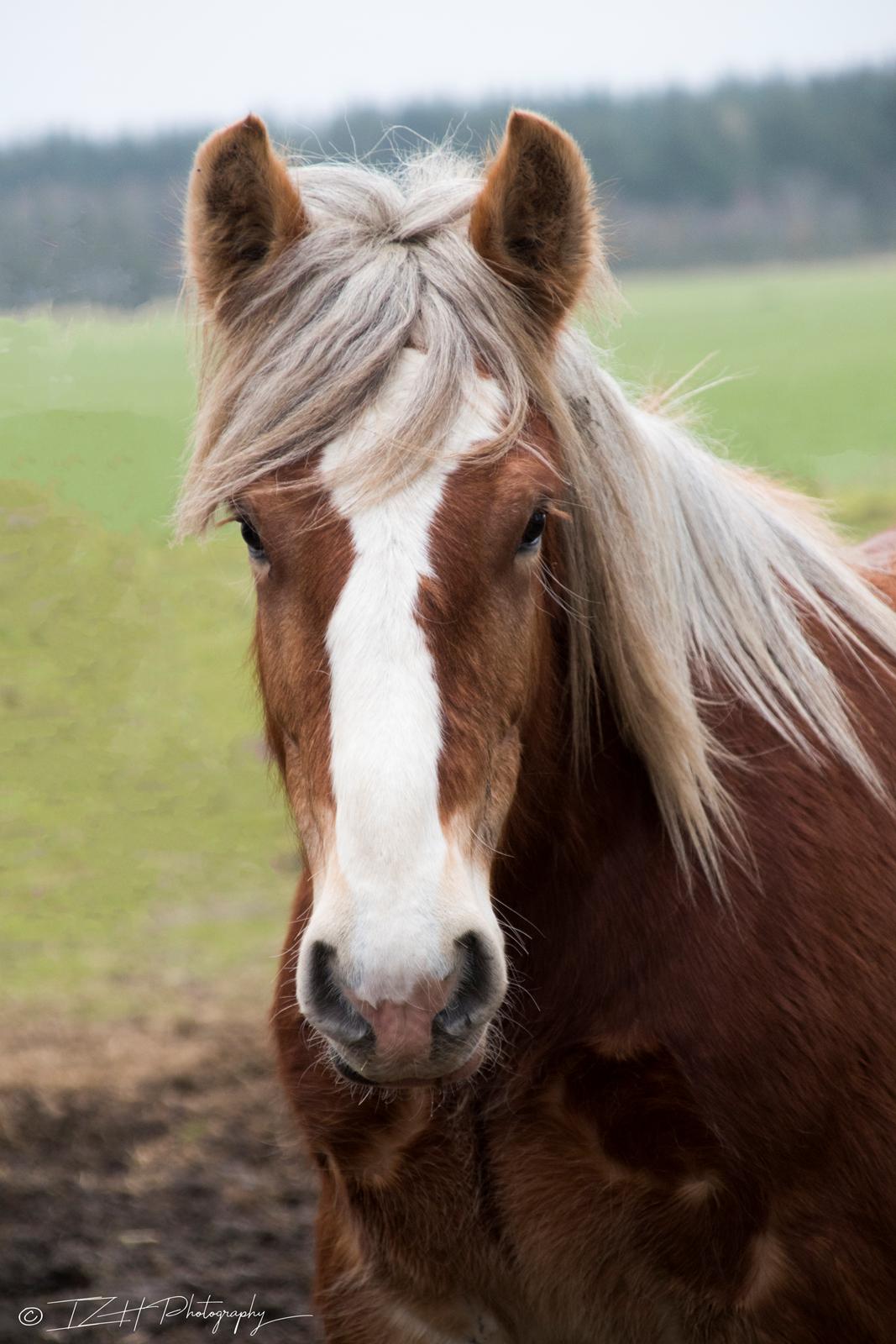 Jyde Triton Tindbæklund billede 1