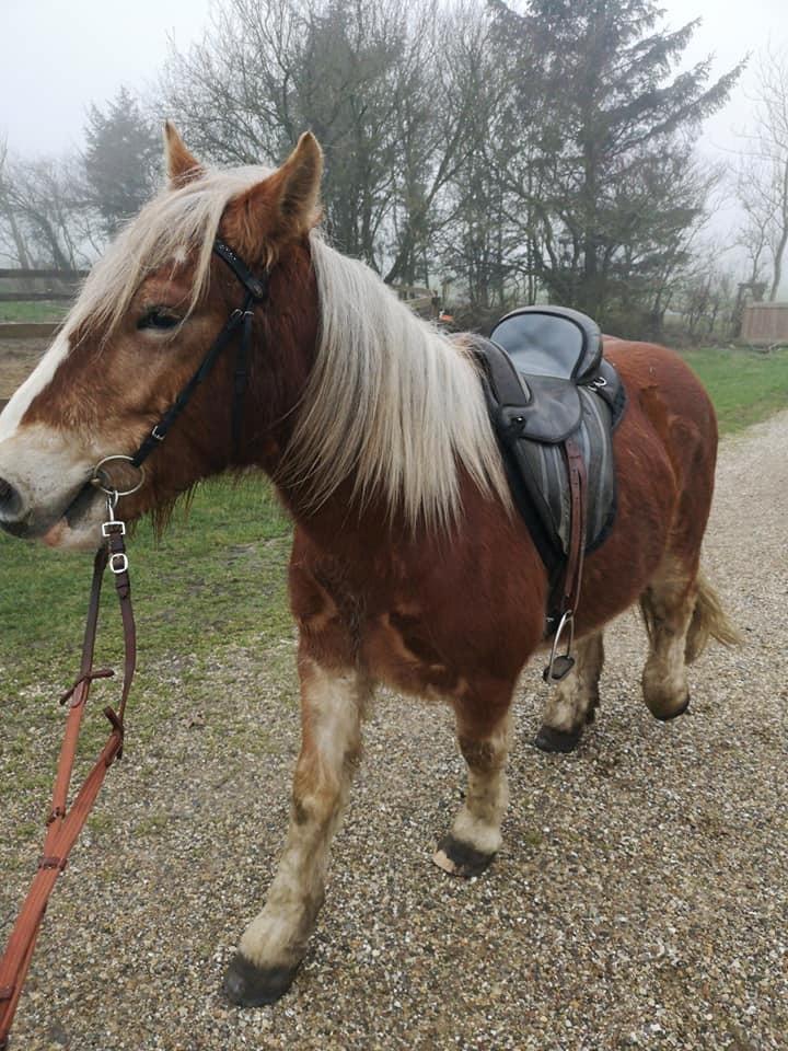 Jyde Triton Tindbæklund billede 3