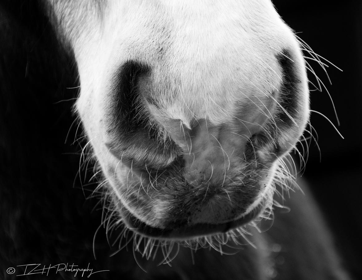 Jyde Triton Tindbæklund billede 4