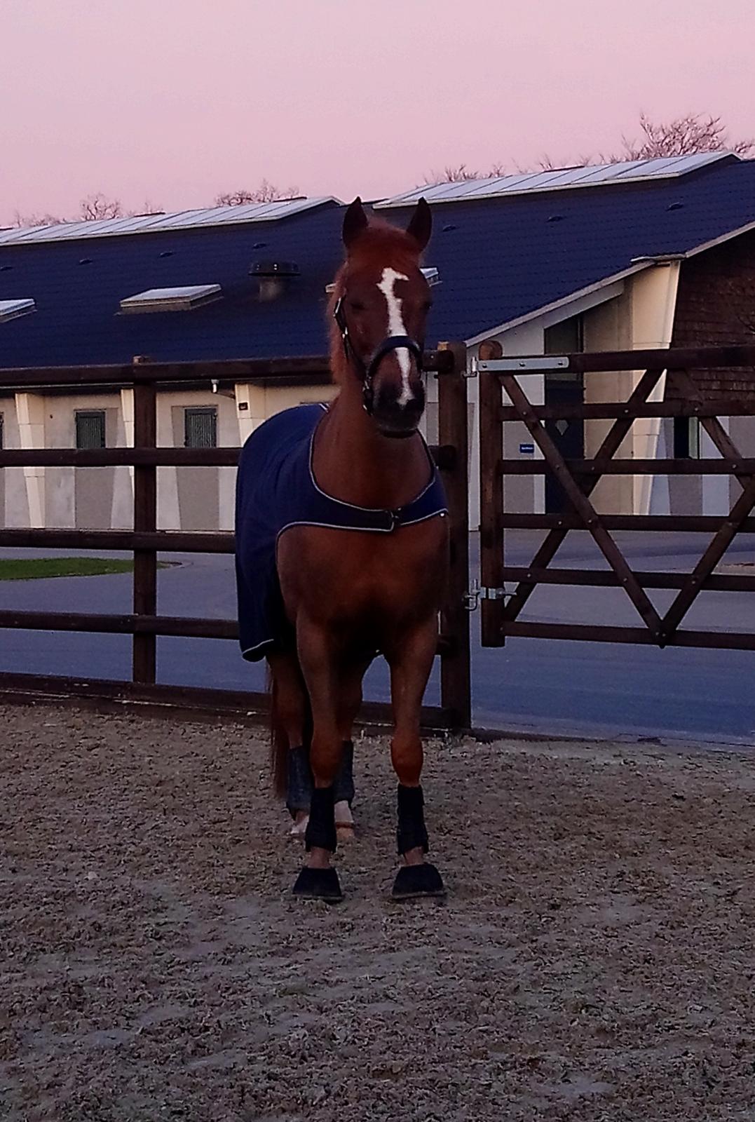 Anden særlig race Cassiopeia Star (Reba) (R.I.P.) - 2019 tilbage på Blue Hors  billede 15