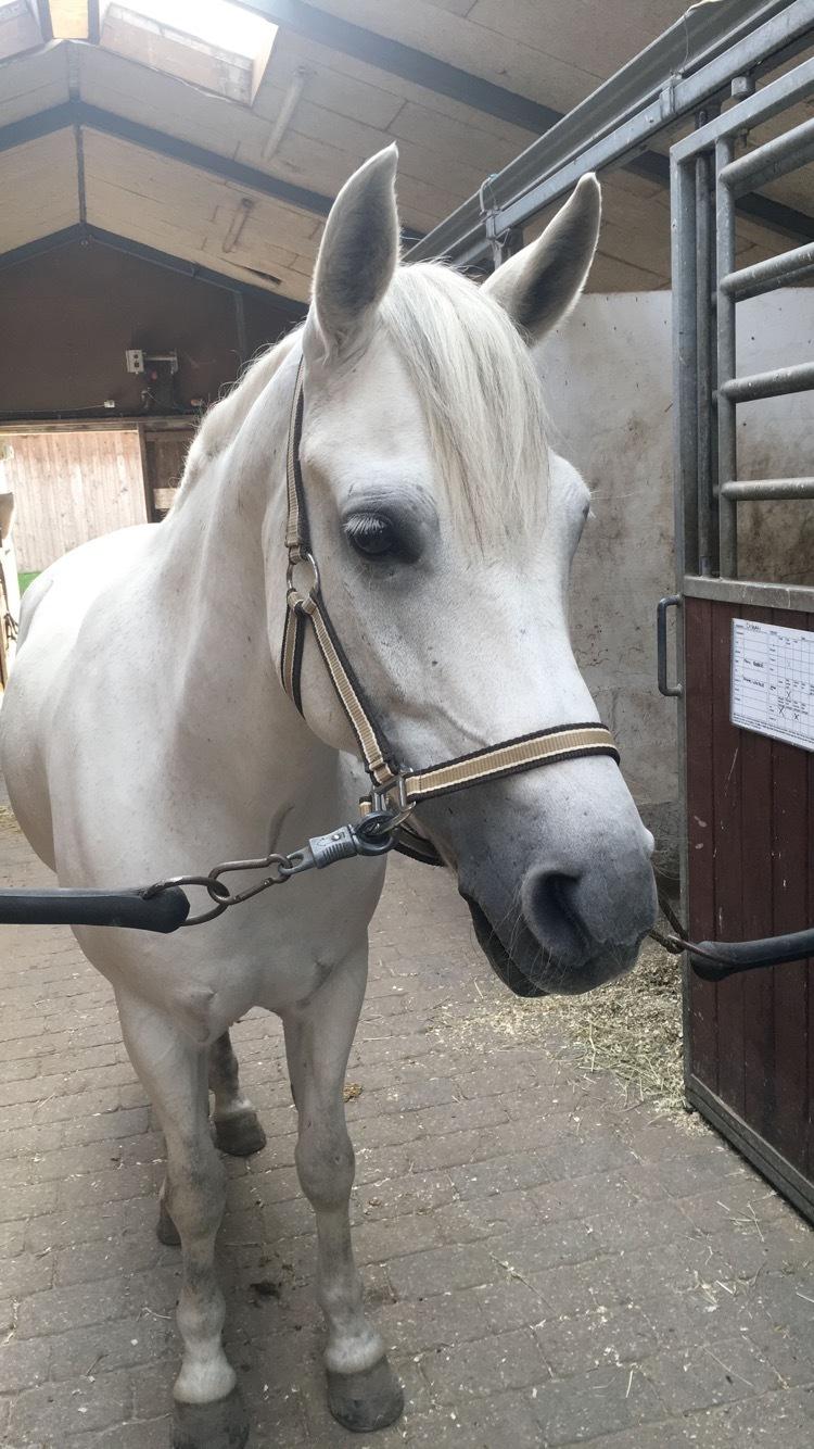 Anden særlig race Lukas - Lukas i efteråret 2018, nu 14 år gammel og helt hvid ❤️ billede 20