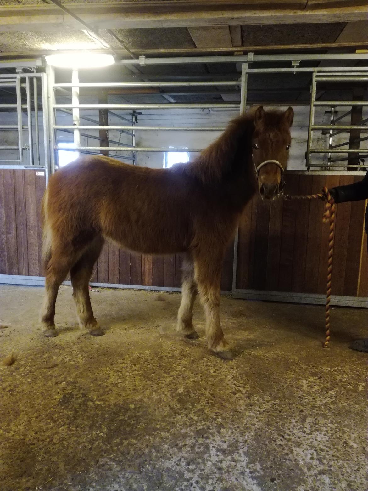 Islænder Gjafar fra Østervang billede 18