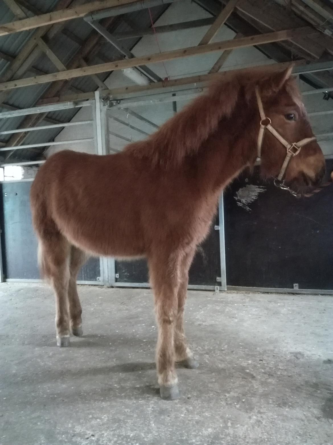 Islænder Gjafar fra Østervang billede 19