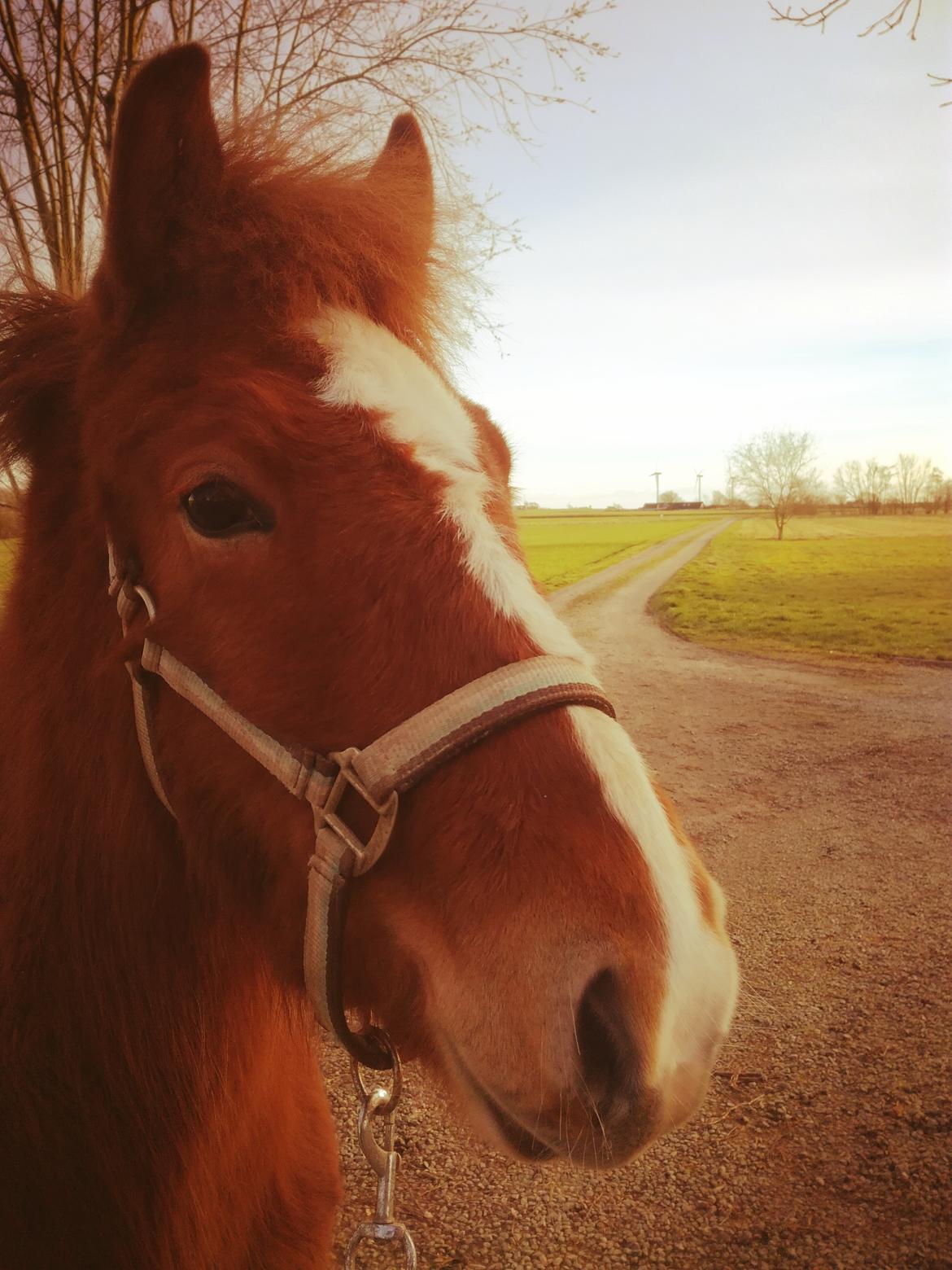 Islænder Garri fra Østervang billede 26