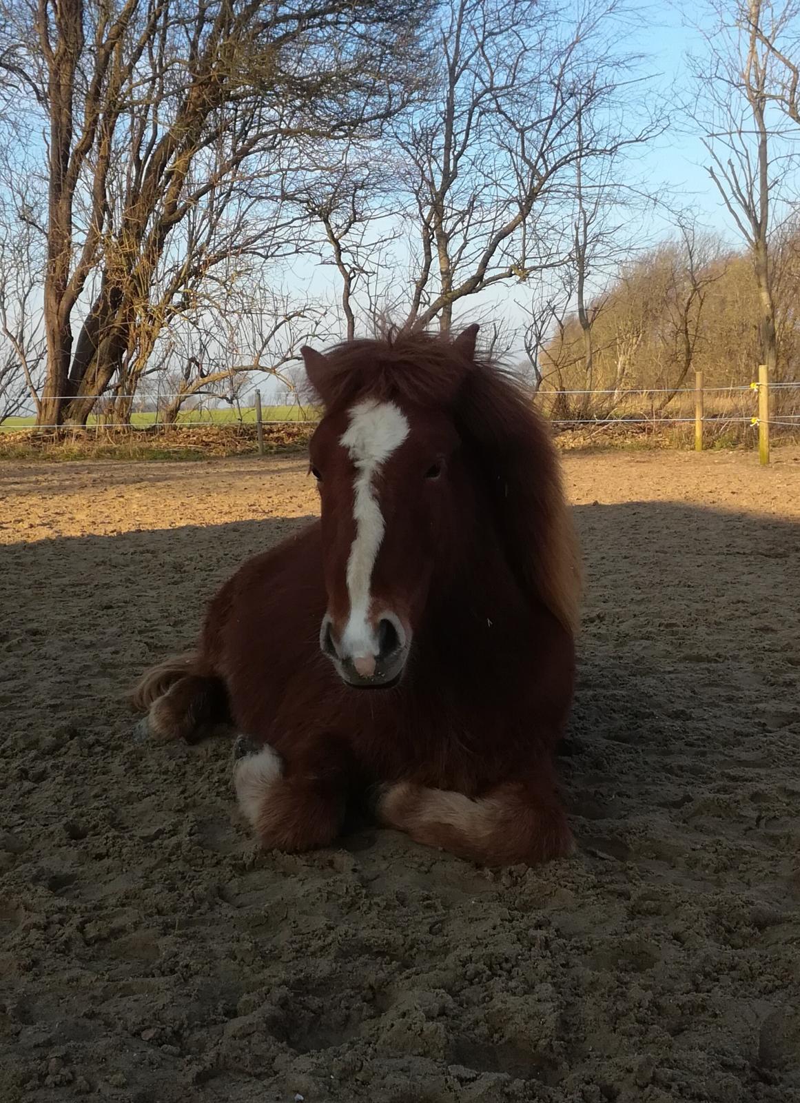 Islænder Garri fra Østervang billede 27
