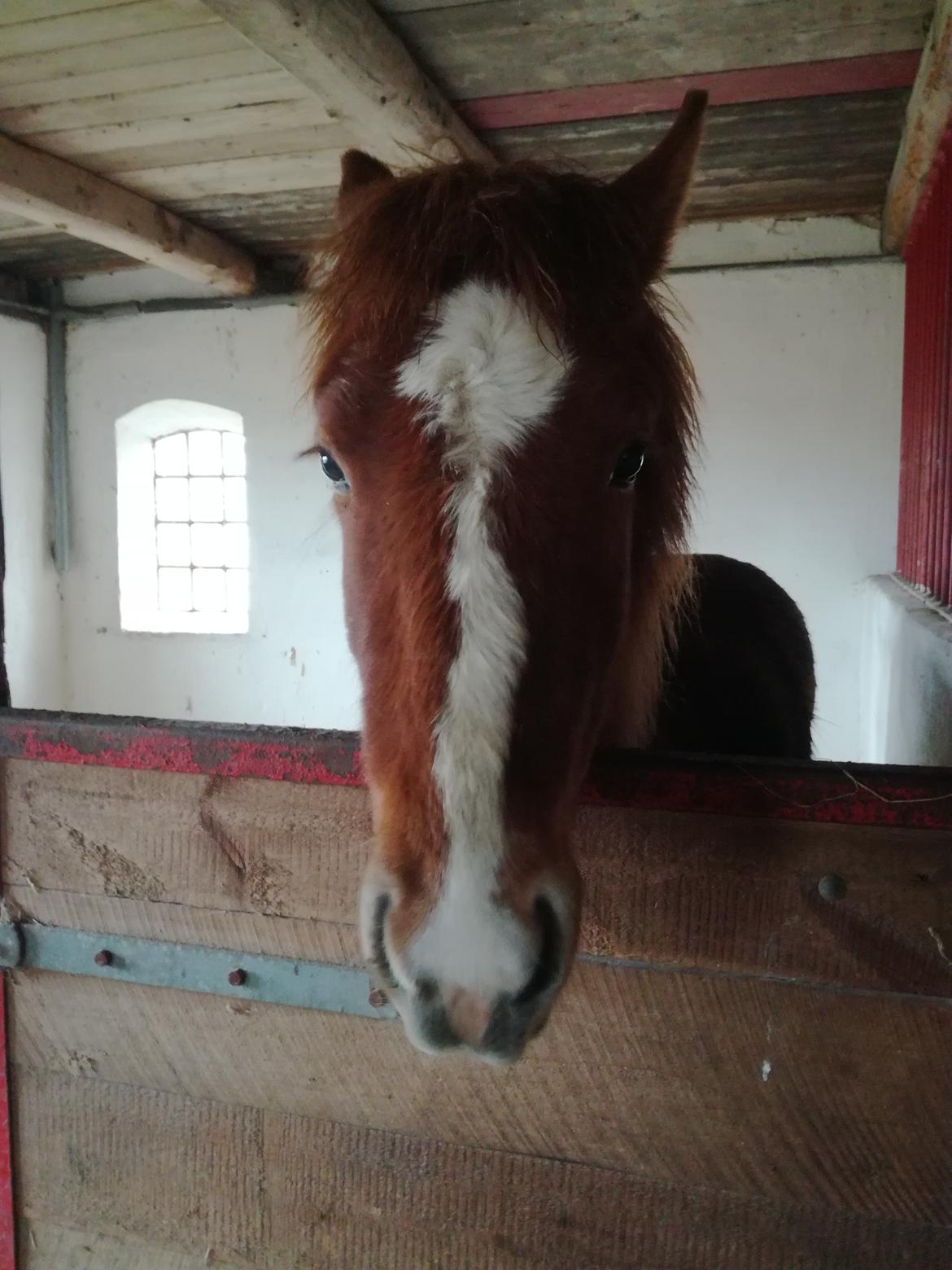 Islænder Garri fra Østervang billede 28