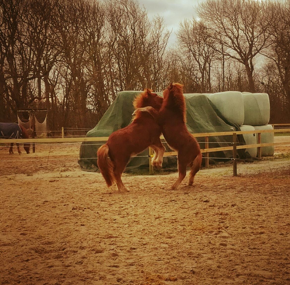 Islænder Garri fra Østervang billede 18