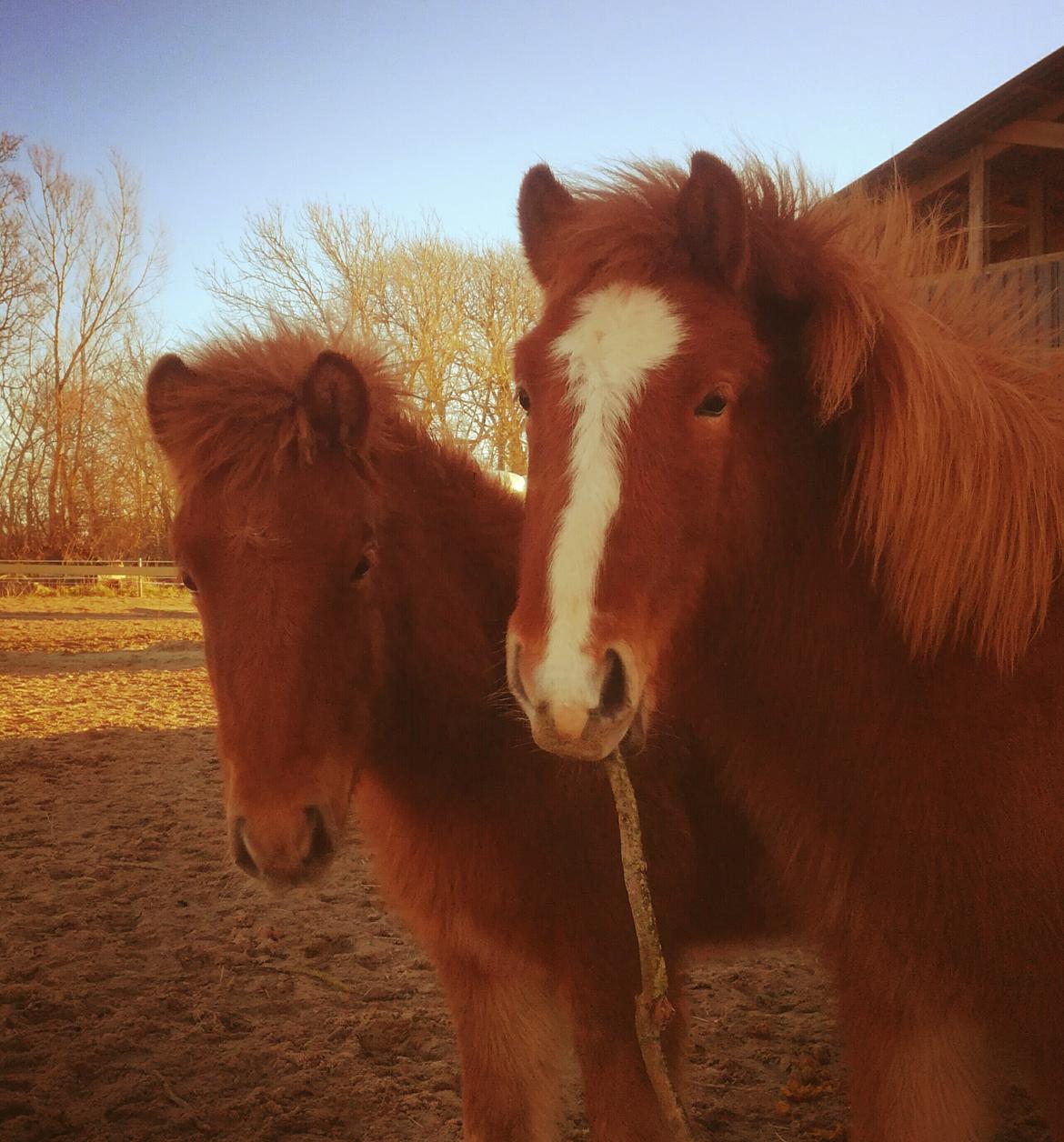 Islænder Garri fra Østervang billede 24