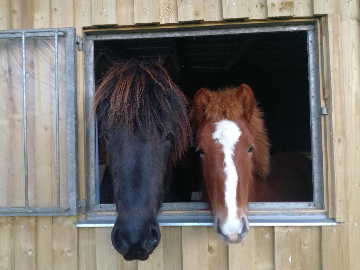 Islænder Garri fra Østervang billede 4