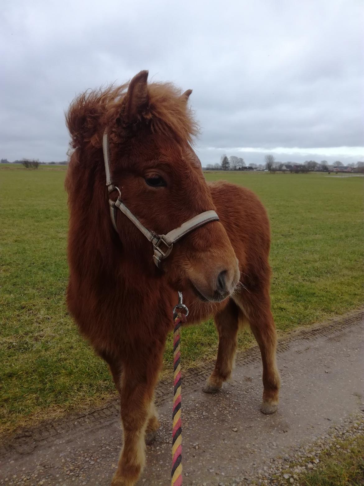 Islænder Gjafar fra Østervang billede 20