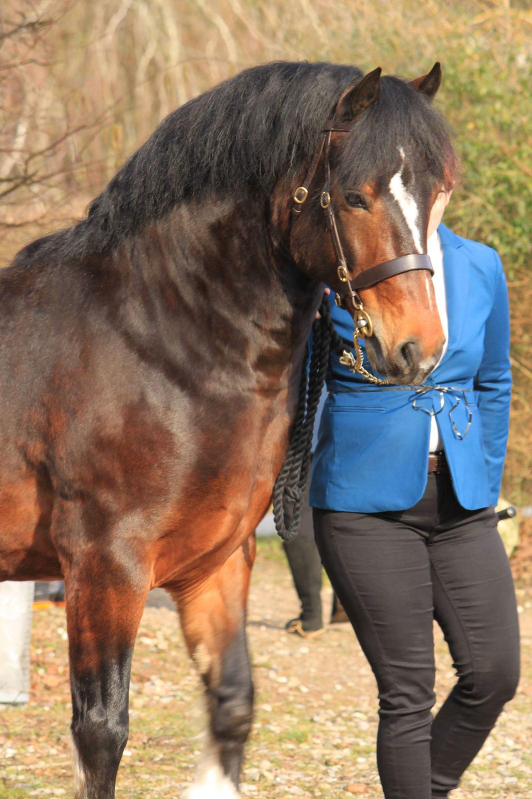 Welsh Cob (sec D) Penybrenin Delboy billede 16