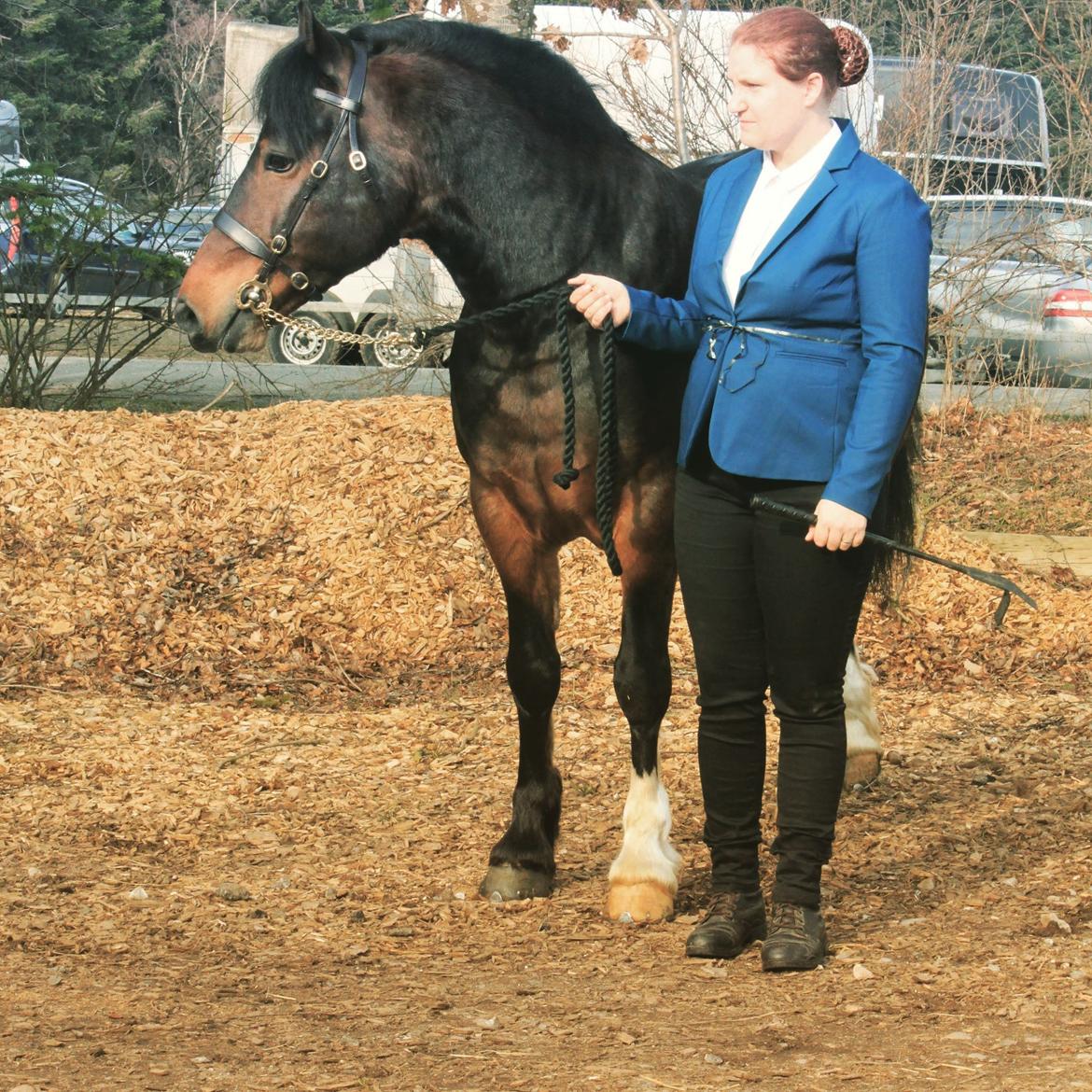 Welsh Cob (sec D) Penybrenin Delboy billede 15