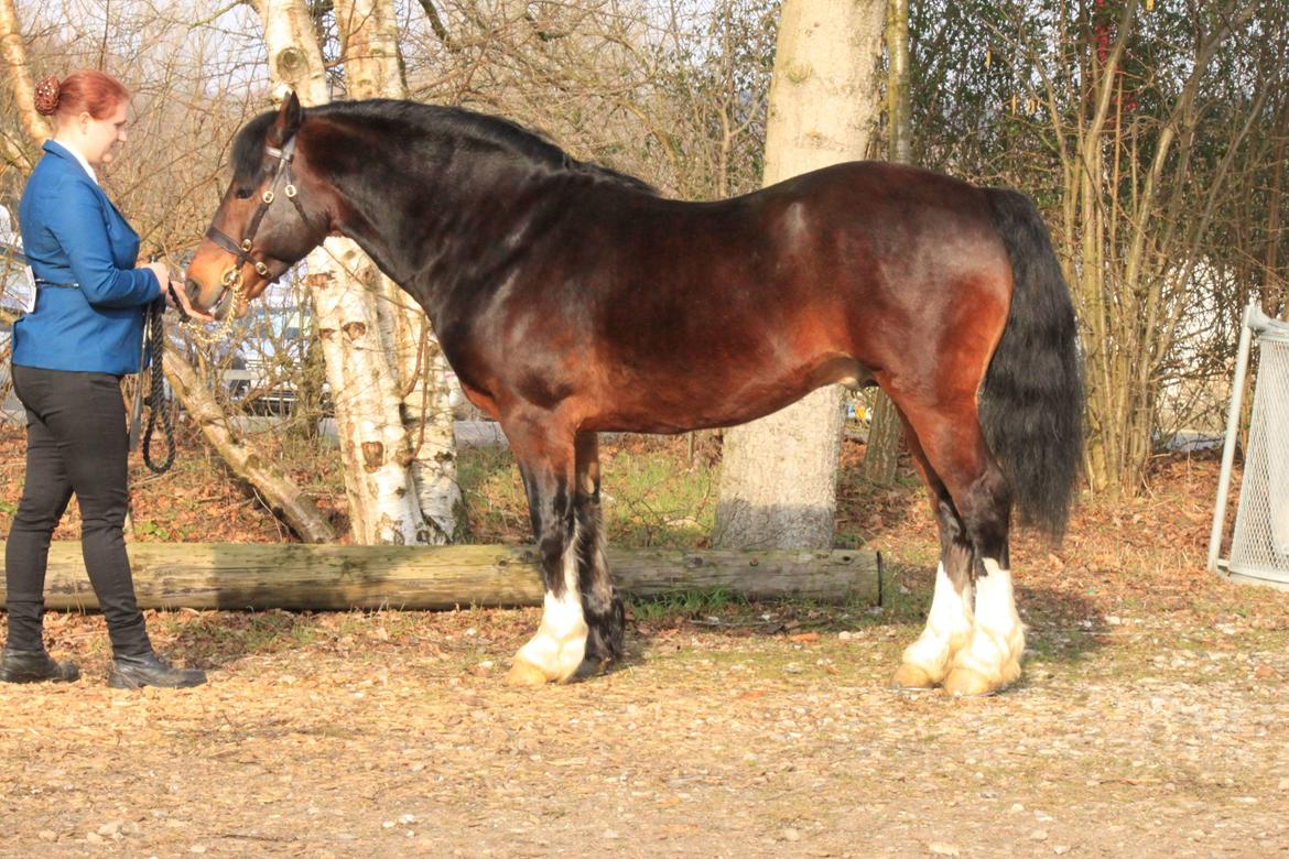 Welsh Cob (sec D) Penybrenin Delboy billede 17