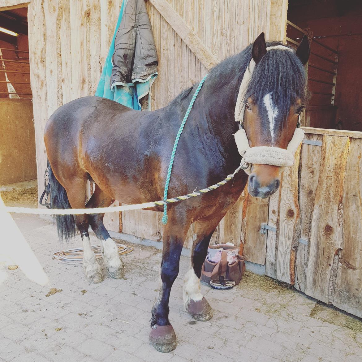 Welsh Cob (sec D) Penybrenin Delboy billede 11