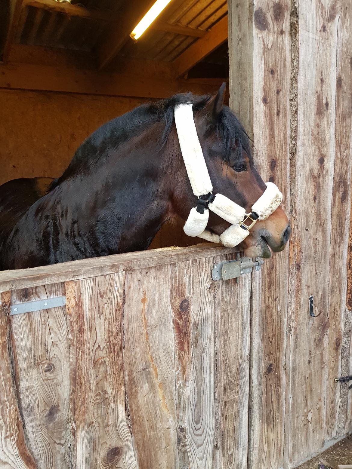 Welsh Cob (sec D) Penybrenin Delboy billede 13