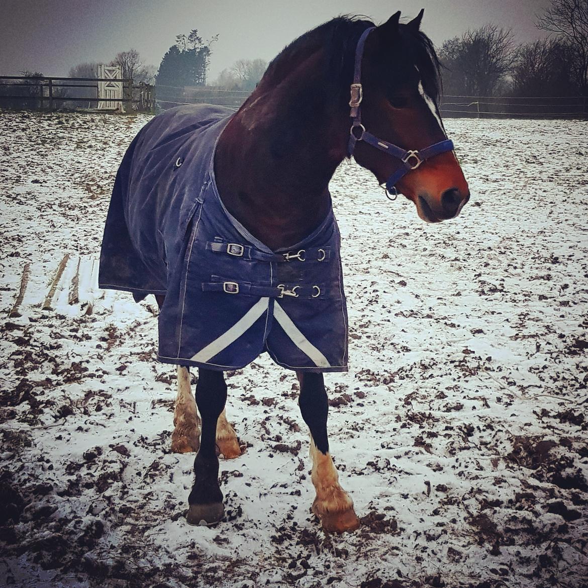 Welsh Cob (sec D) Penybrenin Delboy billede 12