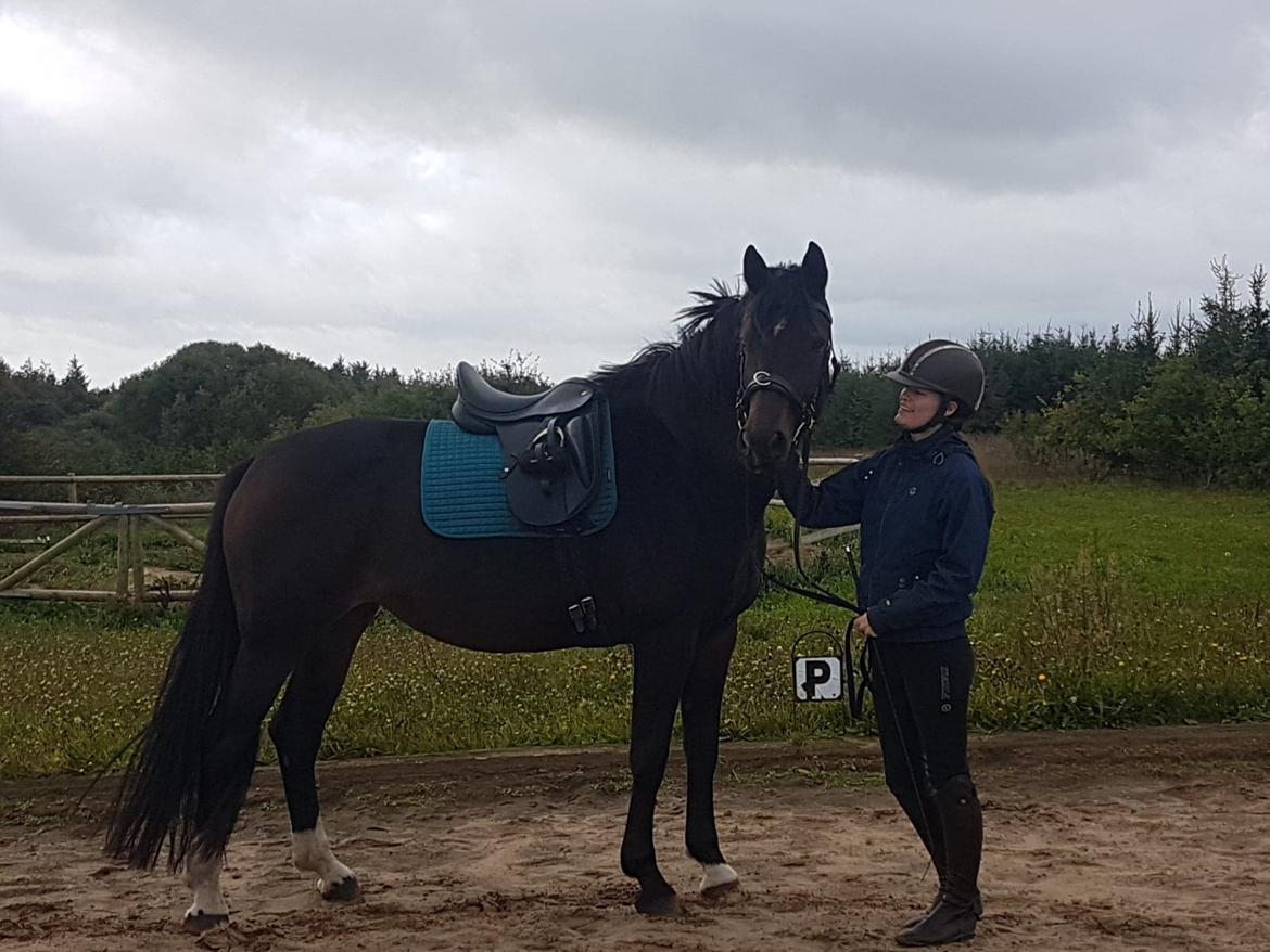 Tysk Oldenburger Hestekjærs Scarlett billede 11