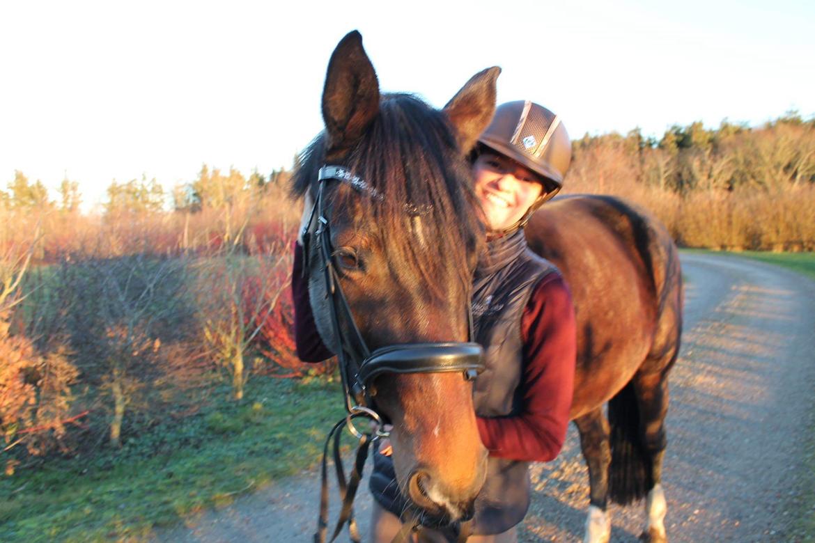 Tysk Oldenburger Hestekjærs Scarlett billede 4