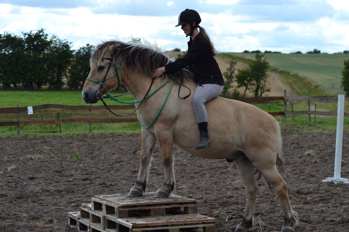 Fjordhest Kasper billede 8