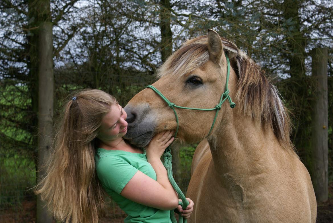 Fjordhest Kasper billede 3