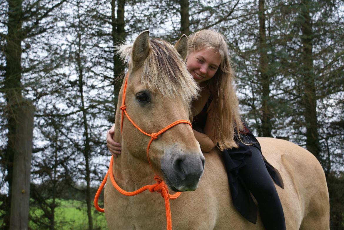 Fjordhest Kasper billede 2