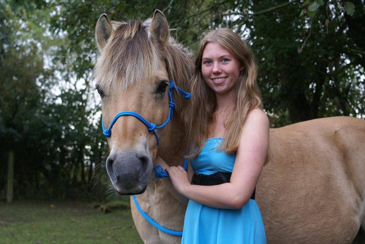 Fjordhest Kasper billede 7