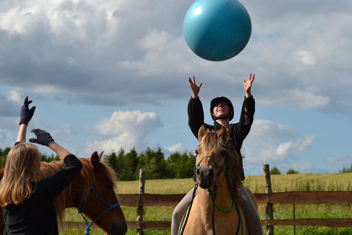 Fjordhest Kasper billede 5