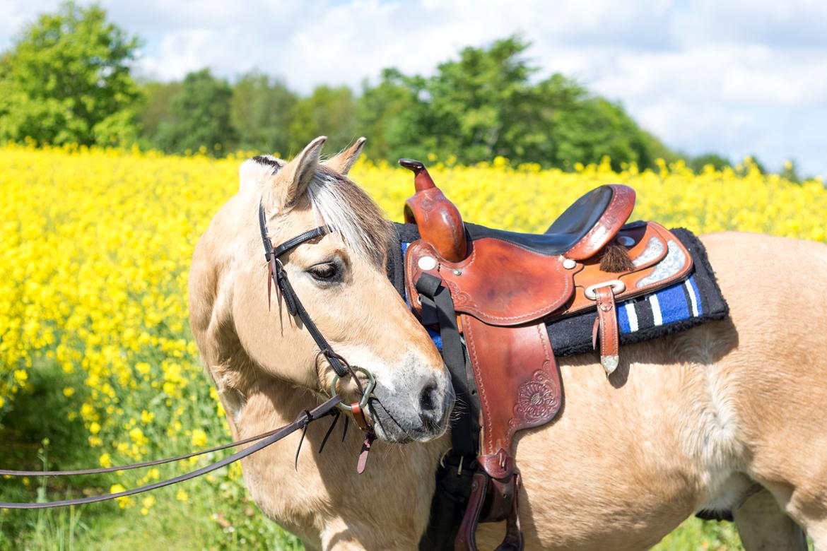 Fjordhest Kasper billede 6