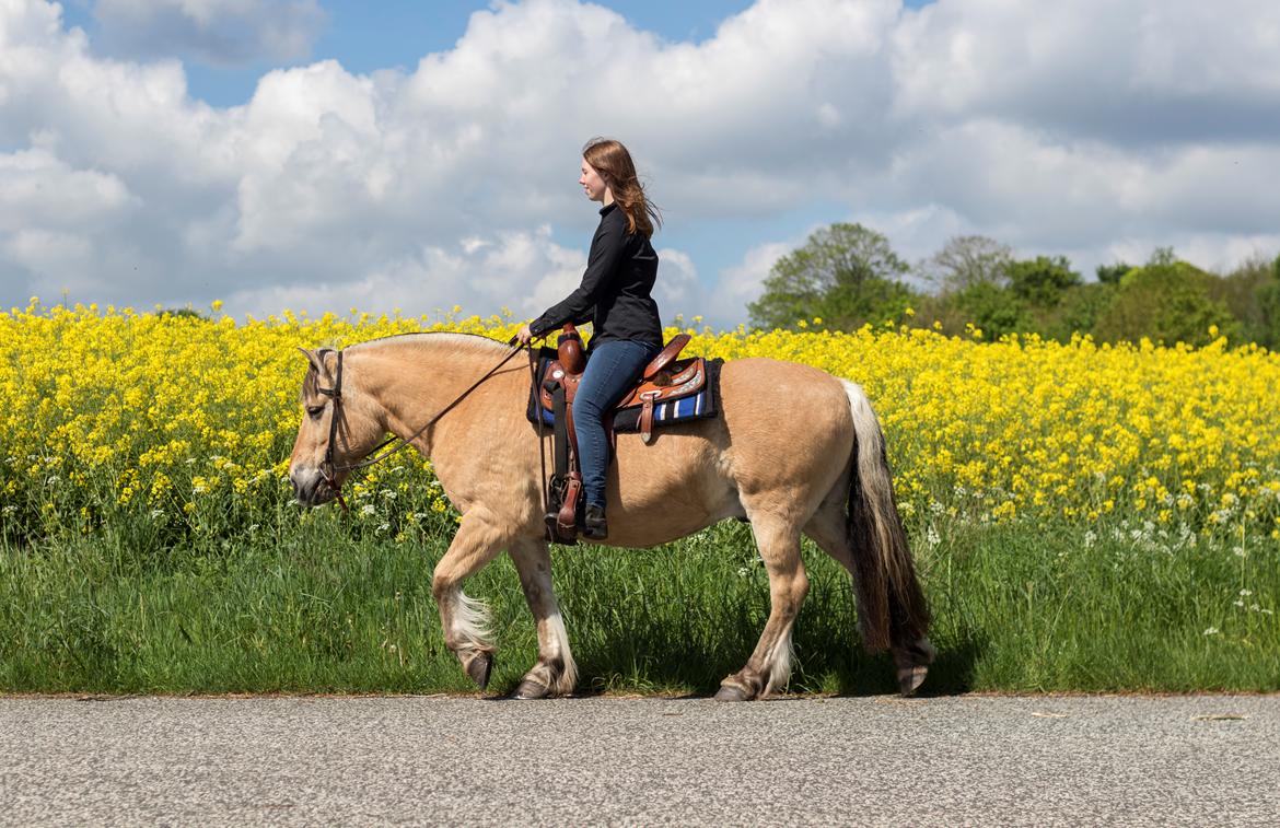 Fjordhest Kasper billede 15
