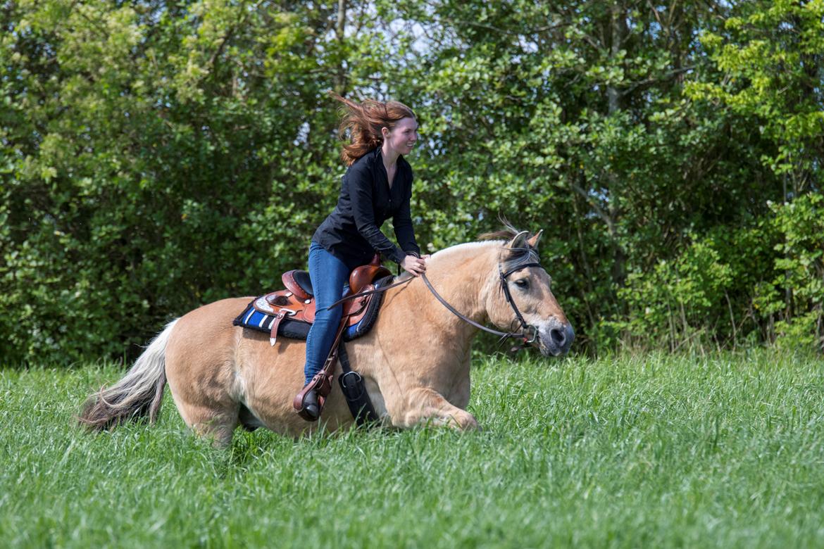 Fjordhest Kasper billede 10