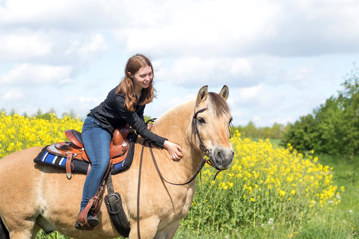 Fjordhest Kasper billede 1