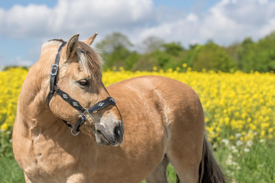 Fjordhest Kasper billede 19