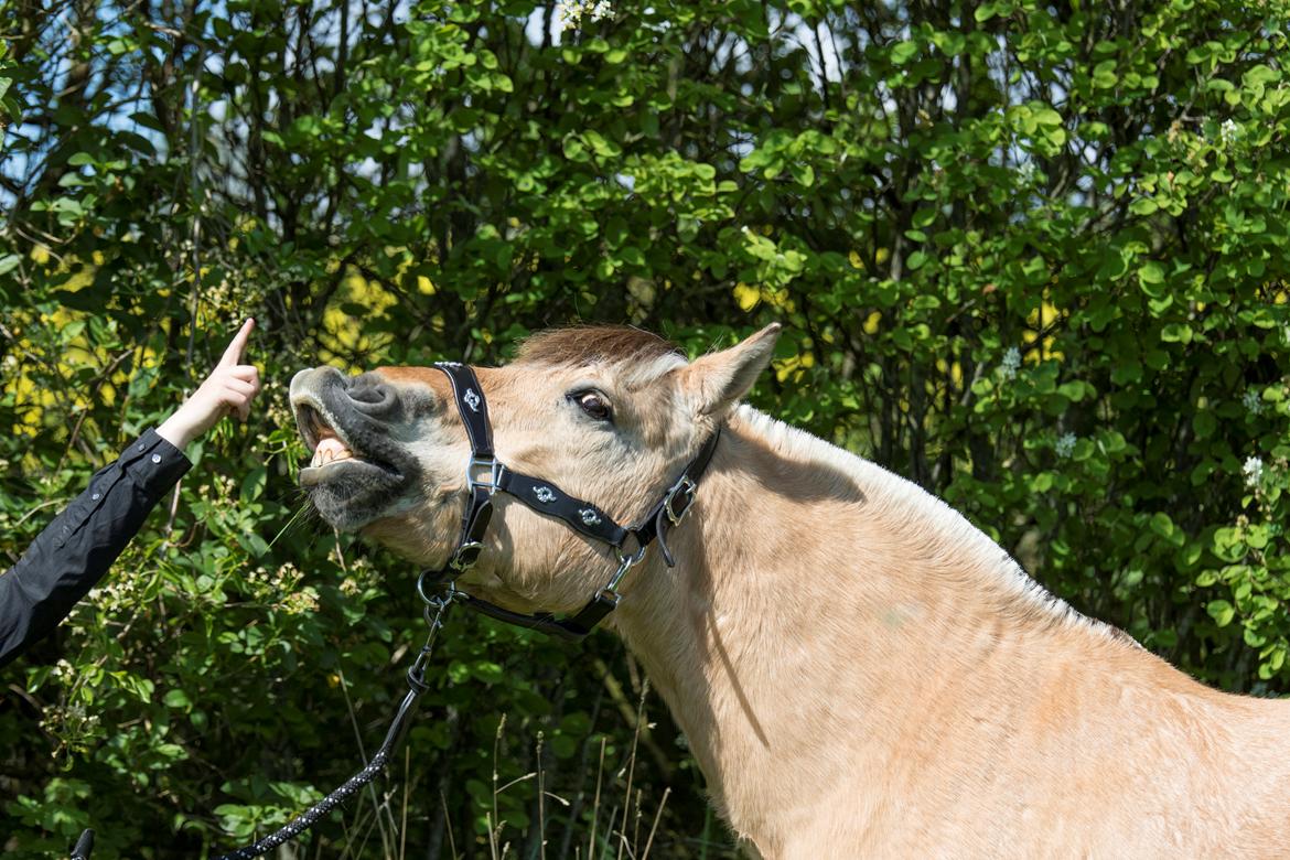 Fjordhest Kasper billede 20
