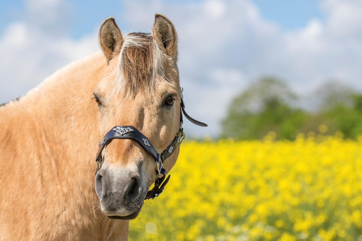 Fjordhest Kasper billede 17