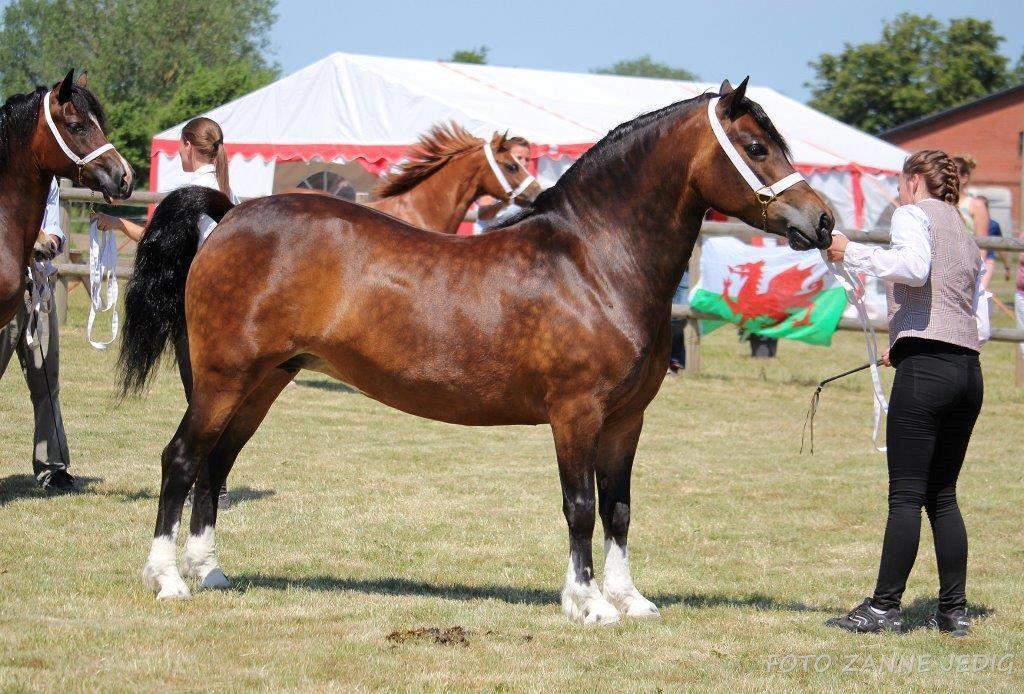 Welsh Pony af Cob-type (sec C) Gribsvads Mary billede 3