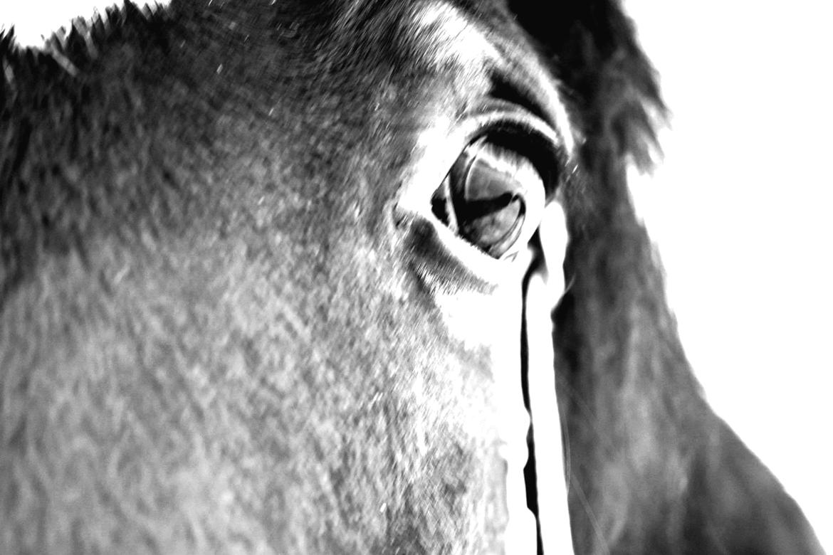 Welsh Pony af Cob-type (sec C) Gribsvads Mary billede 4