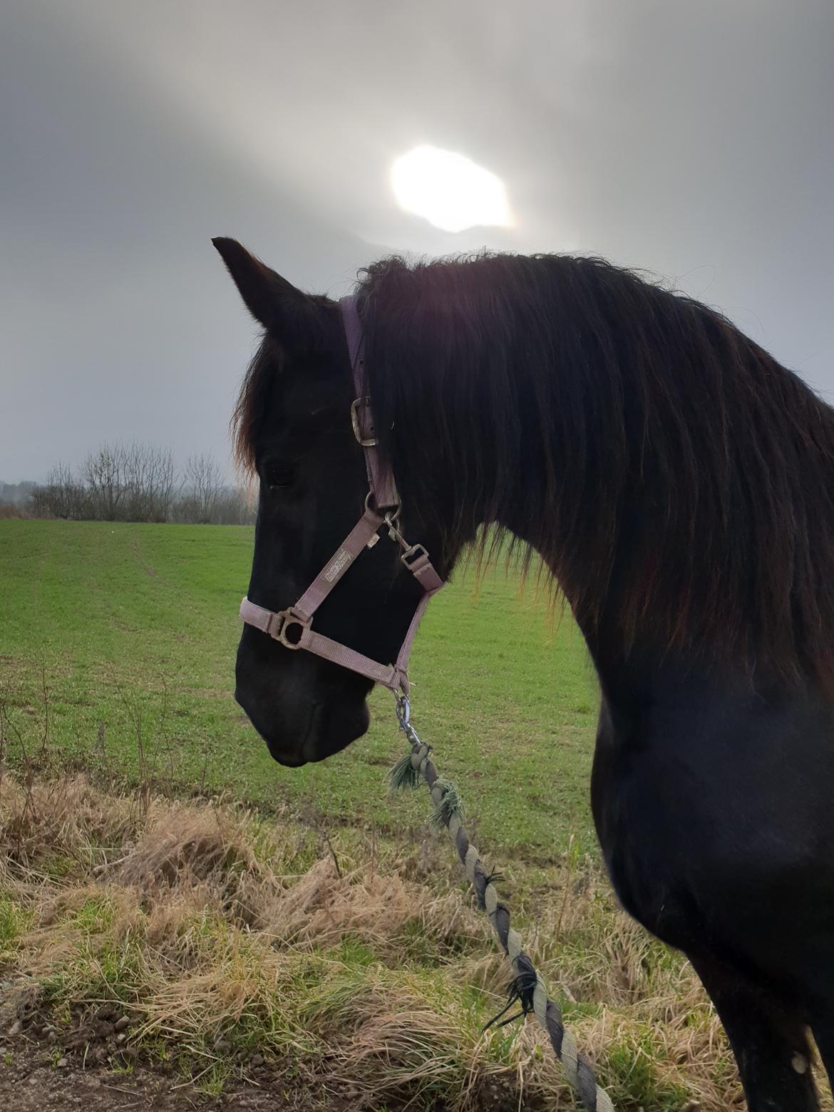 Frieser Elbrich fan Oostenburg STER billede 1