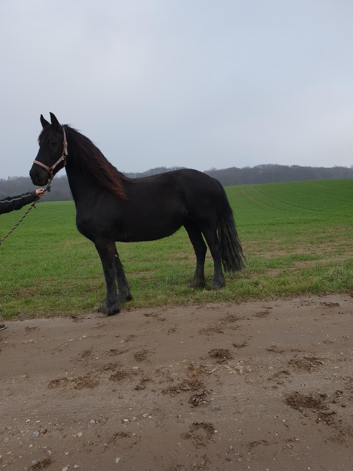 Frieser Elbrich fan Oostenburg STER billede 4