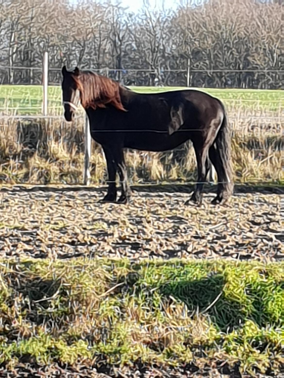 Frieser Elbrich fan Oostenburg STER billede 10
