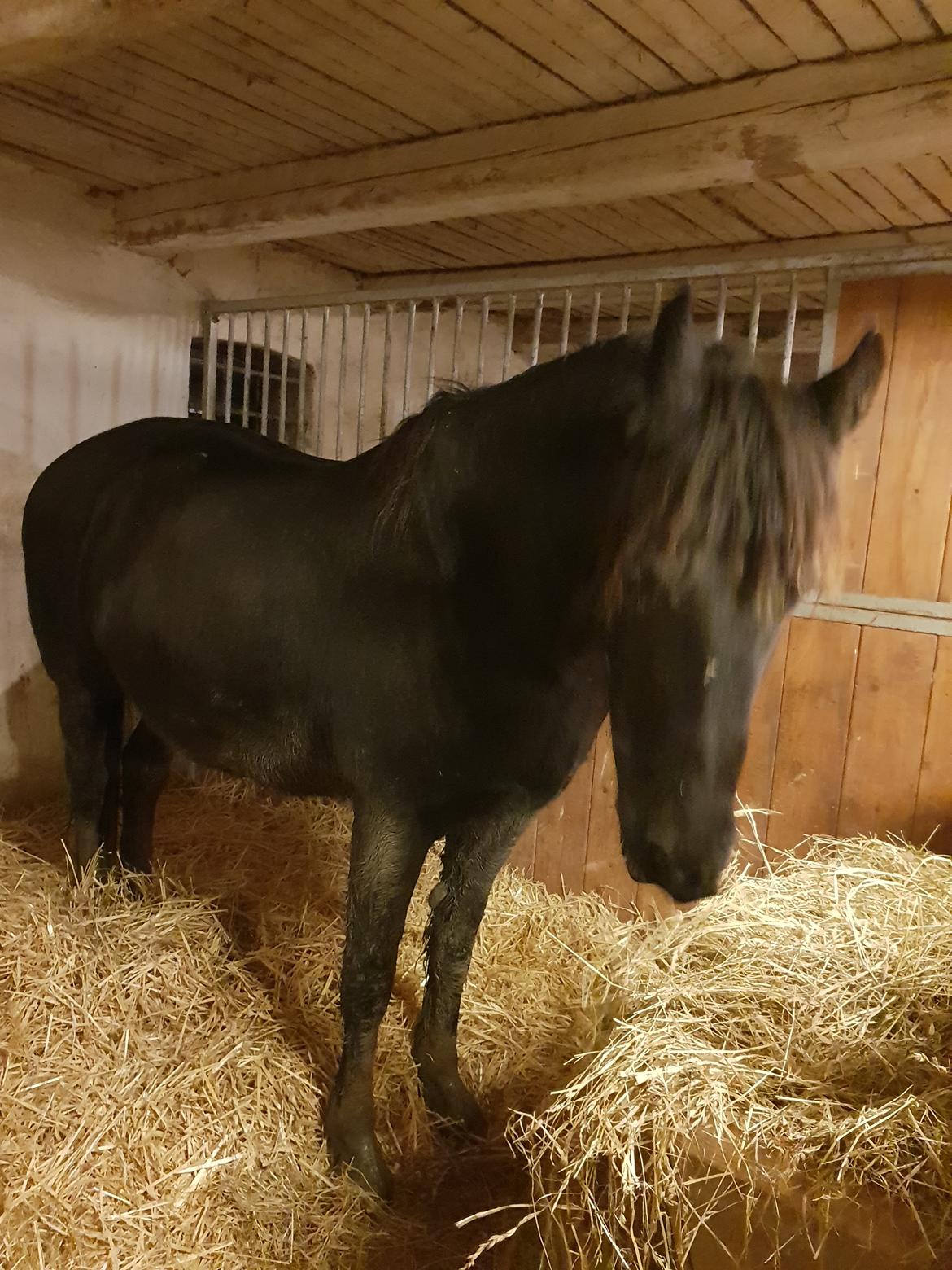 Frieser Elbrich fan Oostenburg STER billede 11