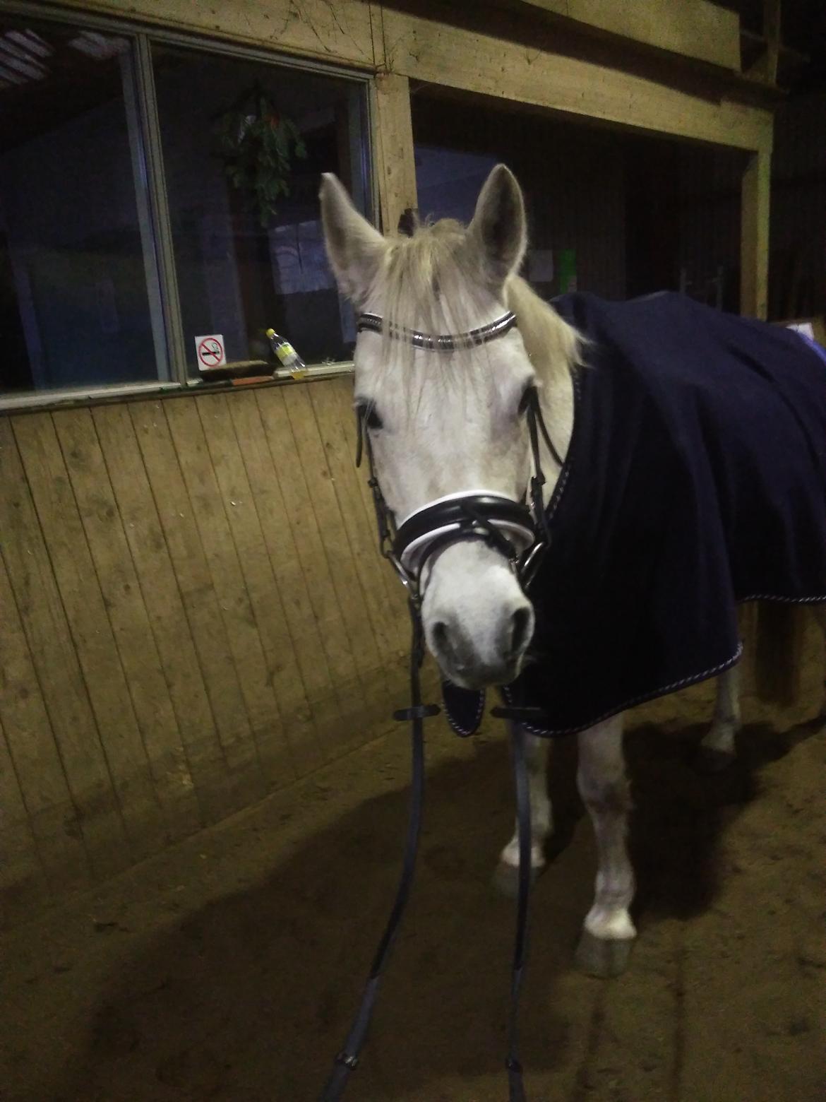 Connemara Aabæks Robin Lee (Cozmo) billede 8