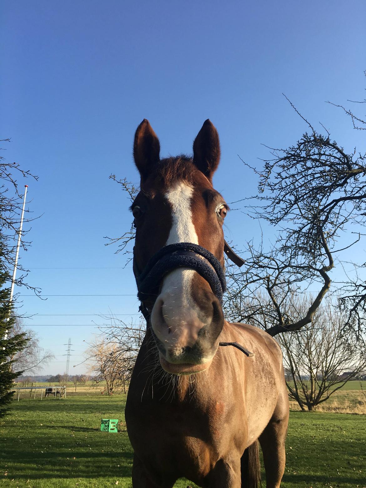 Anden særlig race Storm billede 1