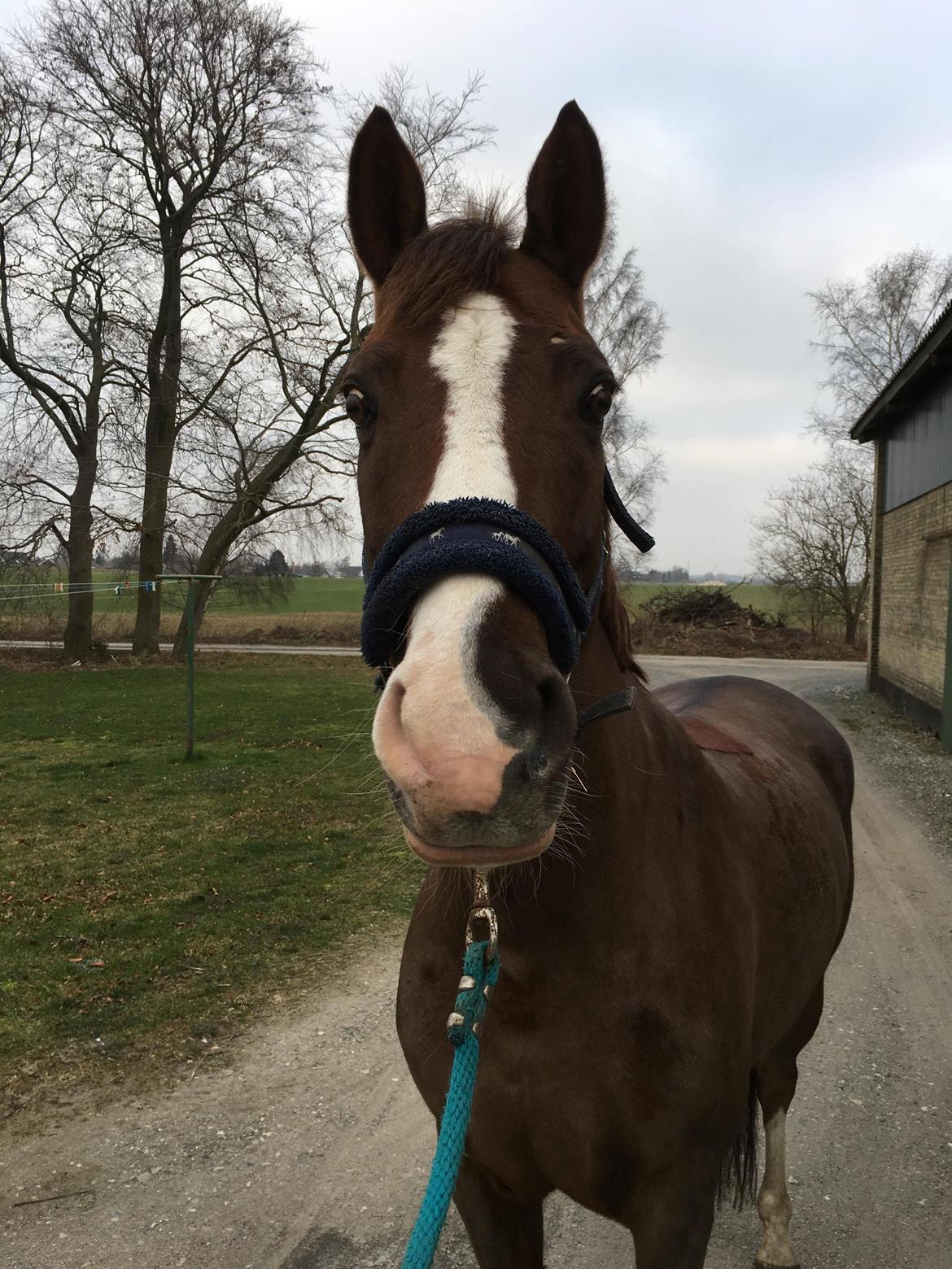 Anden særlig race Storm billede 7