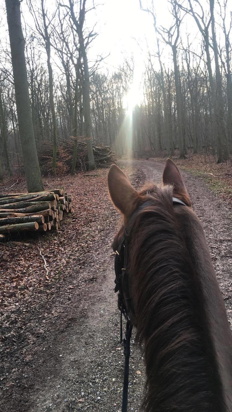 Anden særlig race Storm billede 8