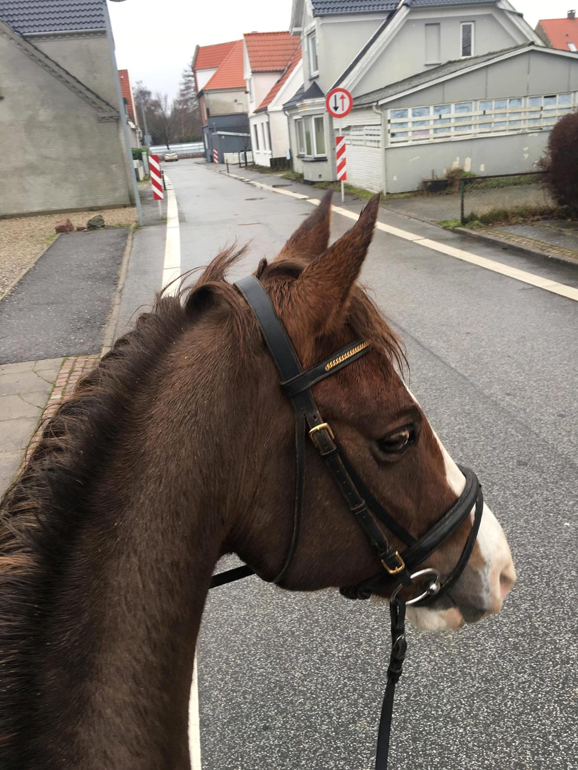 Anden særlig race Storm billede 12