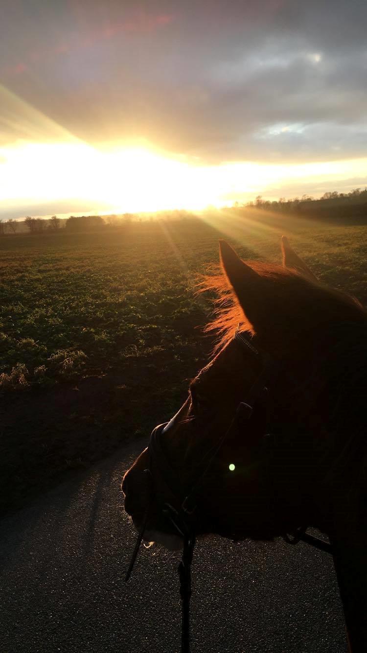 Anden særlig race Storm billede 14