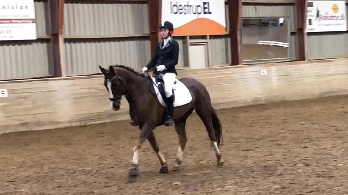 Anden særlig race Storm - Fra 1. dressurstævne billede 17