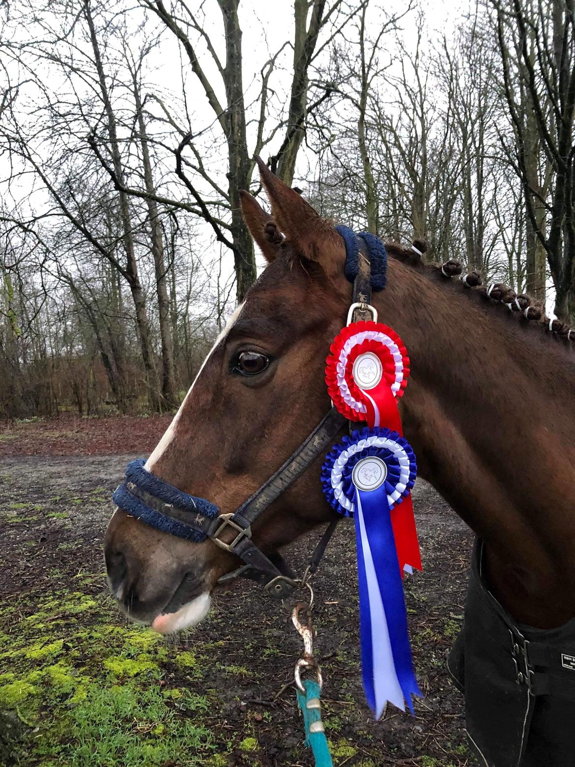 Anden særlig race Storm - Fra 1. dressurstævne billede 19