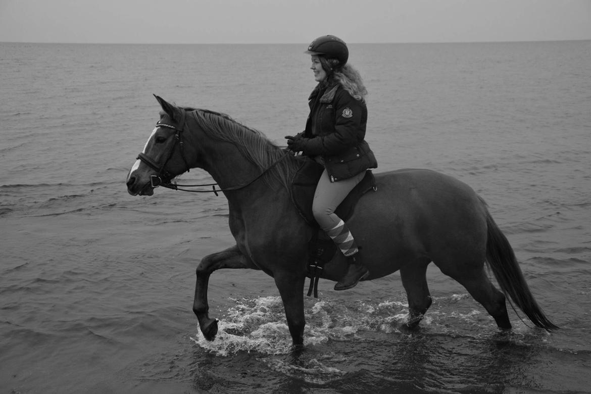 Palomino Brogaards shooting star billede 1