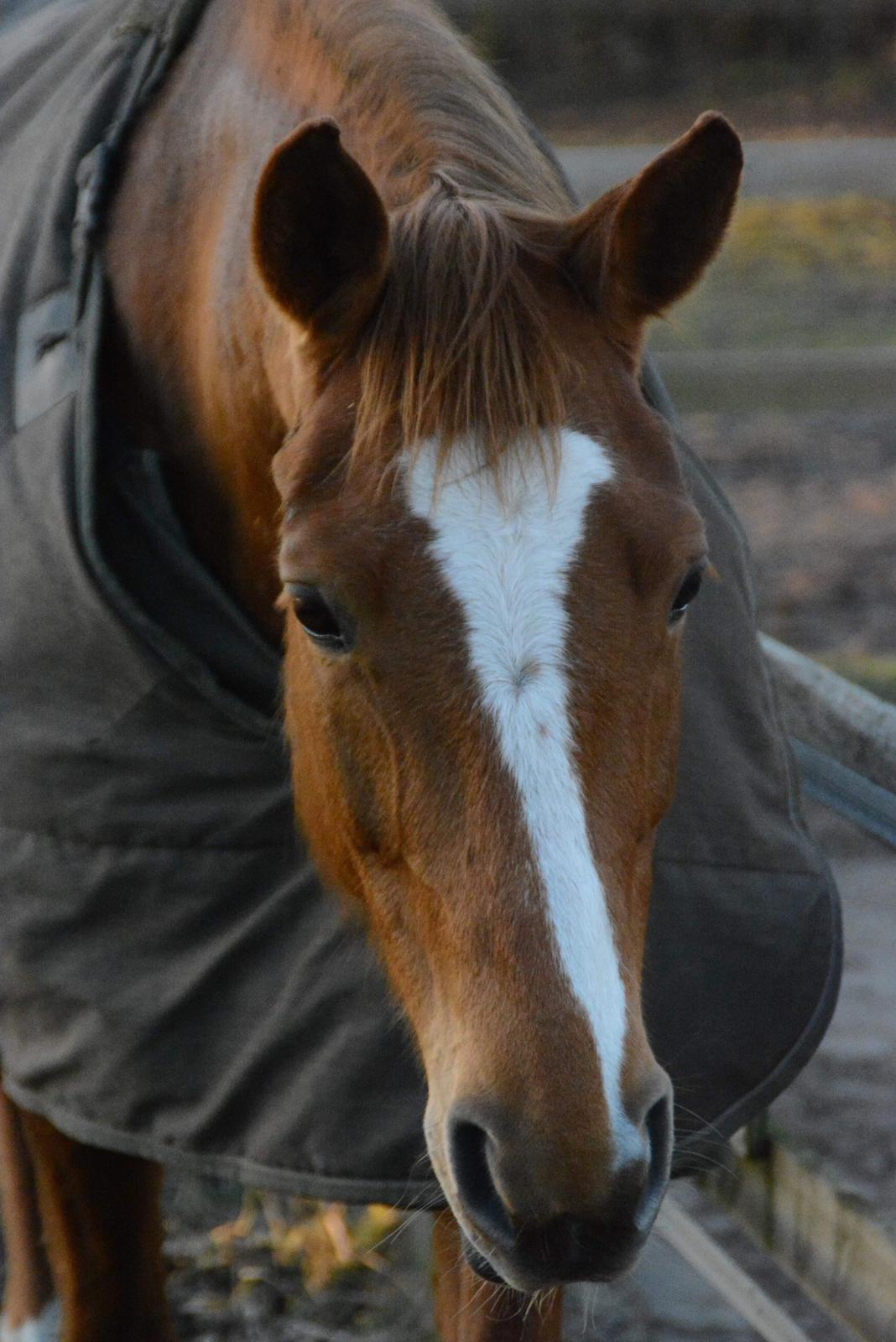 Palomino Brogaards shooting star billede 3